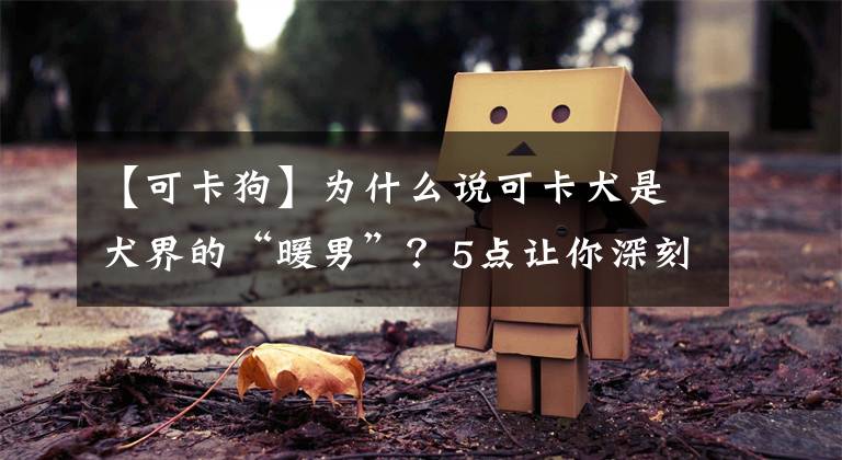 【可卡狗】为什么说可卡犬是犬界的“暖男”？5点让你深刻认识它们