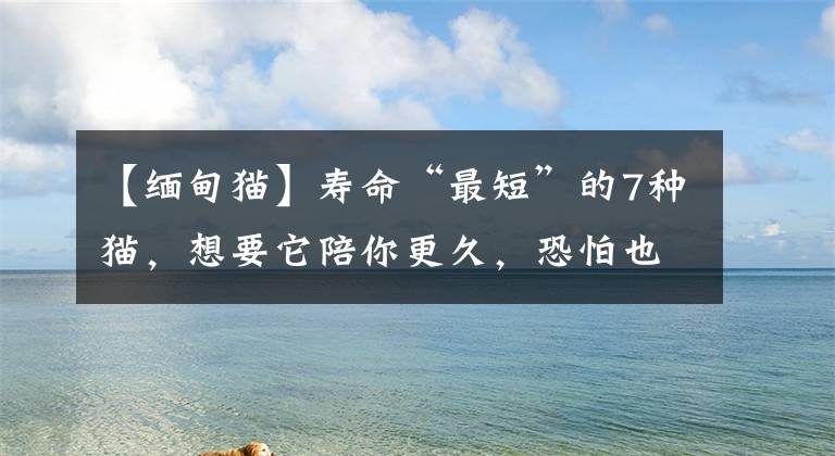 【缅甸猫】寿命“最短”的7种猫，想要它陪你更久，恐怕也做不到
