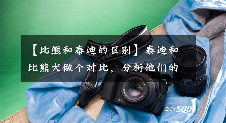 【比熊和泰迪的区别】泰迪和比熊犬做个对比，分析他们的特点，看你喜欢哪个