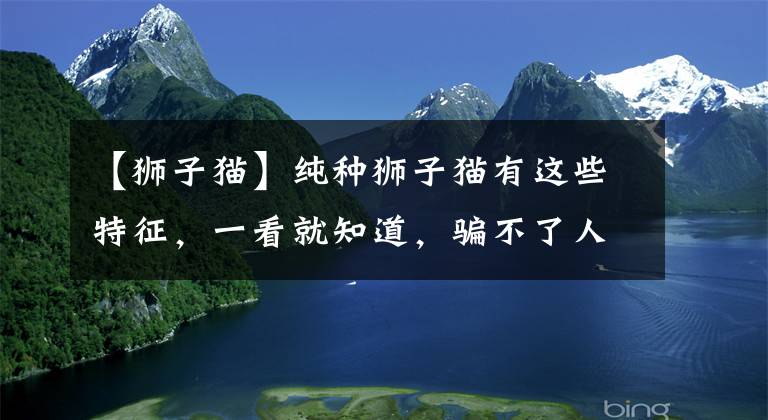 【狮子猫】纯种狮子猫有这些特征，一看就知道，骗不了人