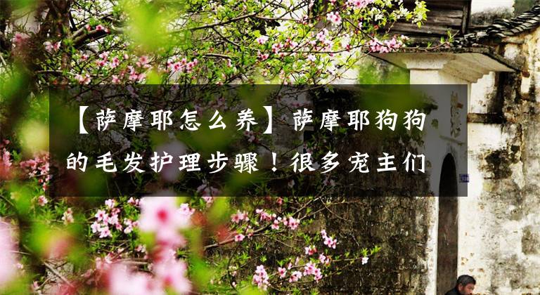 【萨摩耶怎么养】萨摩耶狗狗的毛发护理步骤！很多宠主们第一步就错了