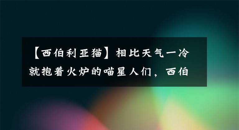 【西伯利亚猫】相比天气一冷就抱着火炉的喵星人们，西伯利亚猫才是真正的勇士！