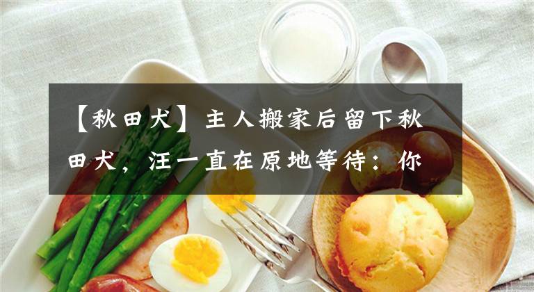 【秋田犬】主人搬家后留下秋田犬，汪一直在原地等待：你什么时候回来接我