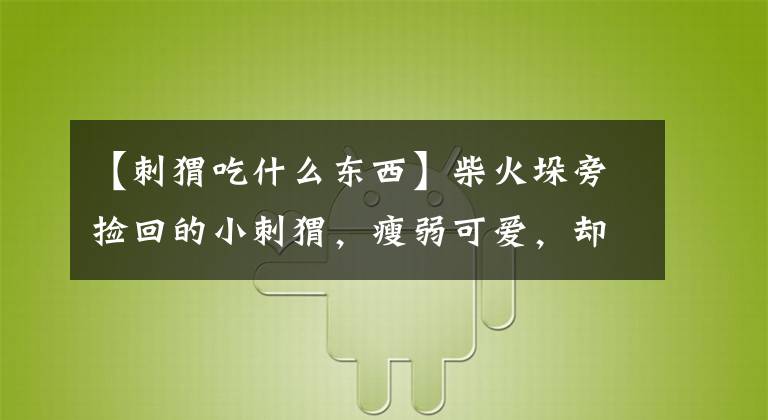 【刺猬吃什么东西】柴火垛旁捡回的小刺猬，瘦弱可爱，却因我的好心死掉了
