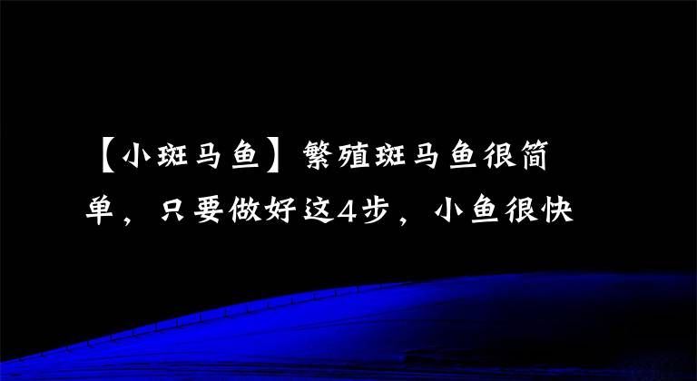 【小斑马鱼】繁殖斑马鱼很简单，只要做好这4步，小鱼很快就出生