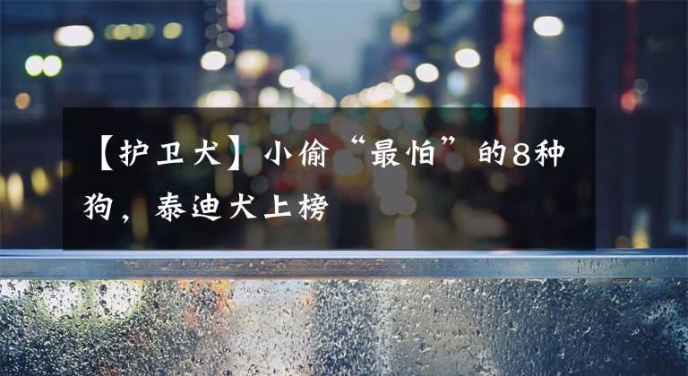 【护卫犬】小偷“最怕”的8种狗，泰迪犬上榜