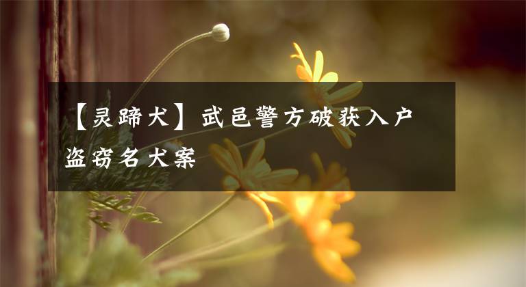【灵蹄犬】武邑警方破获入户盗窃名犬案