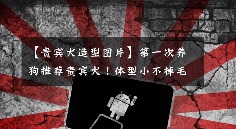 【贵宾犬造型图片】第一次养狗推荐贵宾犬！体型小不掉毛，智商排名第二易训练