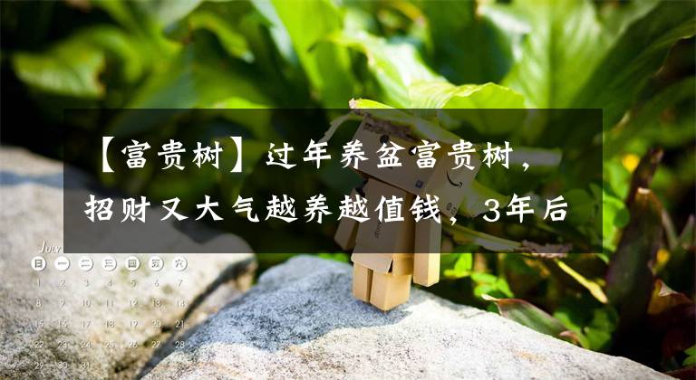 【富贵树】过年养盆富贵树，招财又大气越养越值钱，3年后，1万1盆也不卖
