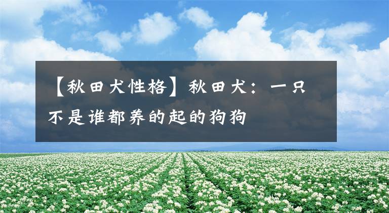 【秋田犬性格】秋田犬：一只不是谁都养的起的狗狗