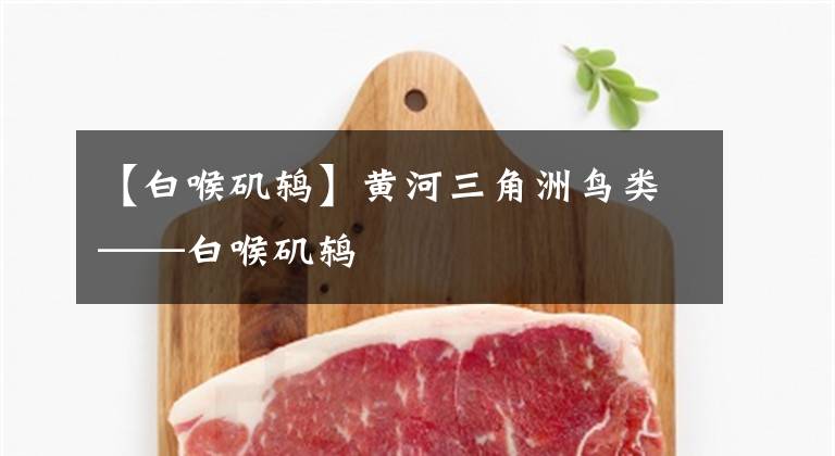 【白喉矶鸫】黄河三角洲鸟类——白喉矶鸫