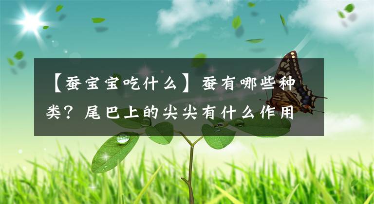 【蚕宝宝吃什么】蚕有哪些种类？尾巴上的尖尖有什么作用？