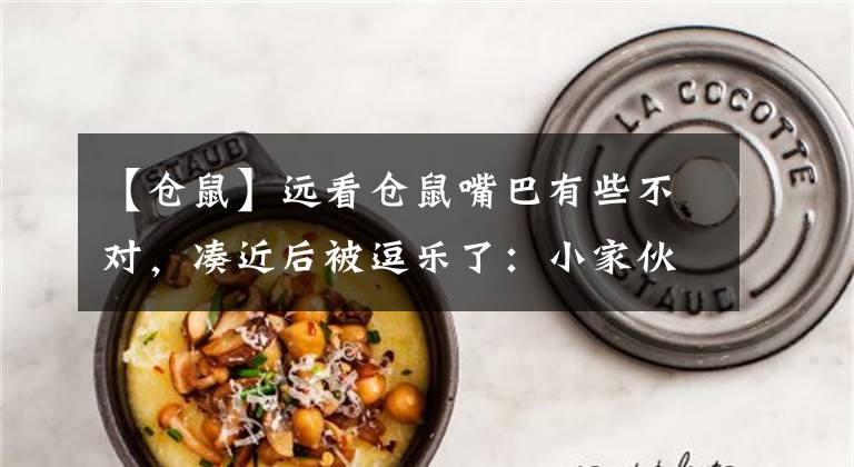 【仓鼠】远看仓鼠嘴巴有些不对，凑近后被逗乐了：小家伙也太可爱了吧？