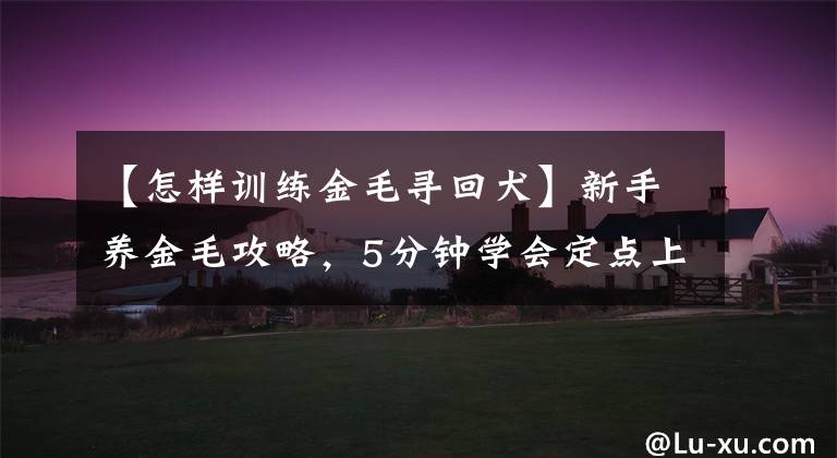 【怎样训练金毛寻回犬】新手养金毛攻略，5分钟学会定点上厕所