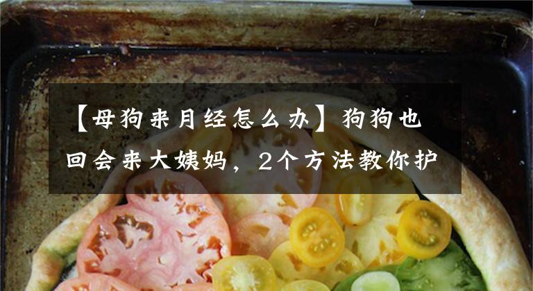 【母狗来月经怎么办】狗狗也回会来大姨妈，2个方法教你护理