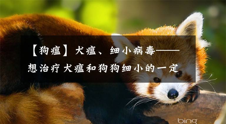 【狗瘟】犬瘟、细小病毒——想治疗犬瘟和狗狗细小的一定要把此文章看完