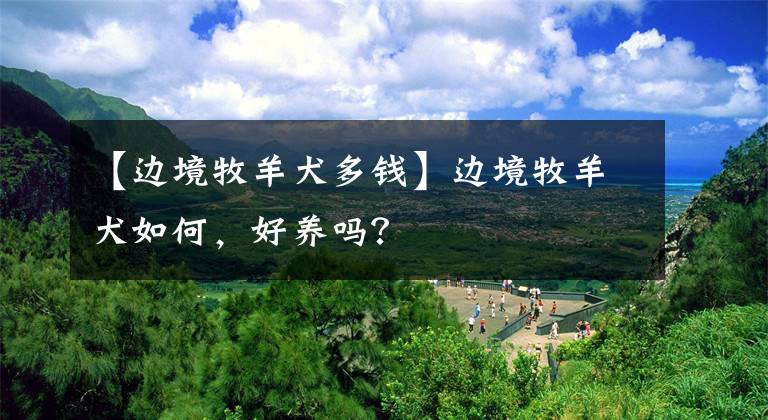 【边境牧羊犬多钱】边境牧羊犬如何，好养吗？