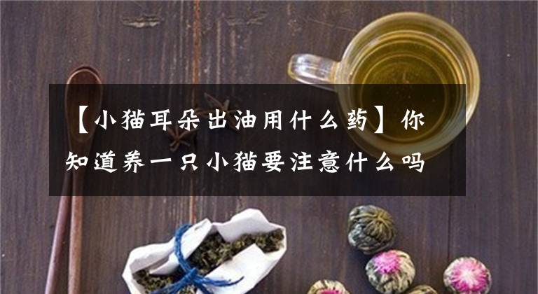 【小猫耳朵出油用什么药】你知道养一只小猫要注意什么吗？