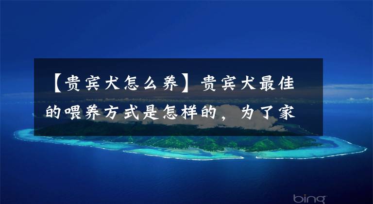【贵宾犬怎么养】贵宾犬最佳的喂养方式是怎样的，为了家里的小家伙儿学学吧