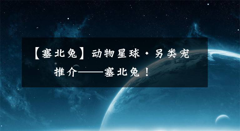 【塞北兔】动物星球·另类宠物推介——塞北兔！