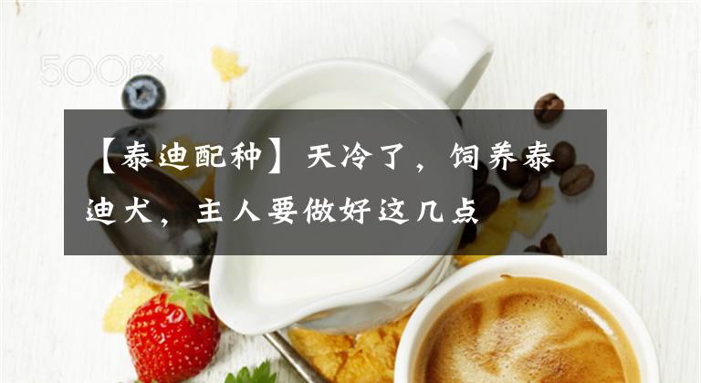 【泰迪配种】天冷了，饲养泰迪犬，主人要做好这几点