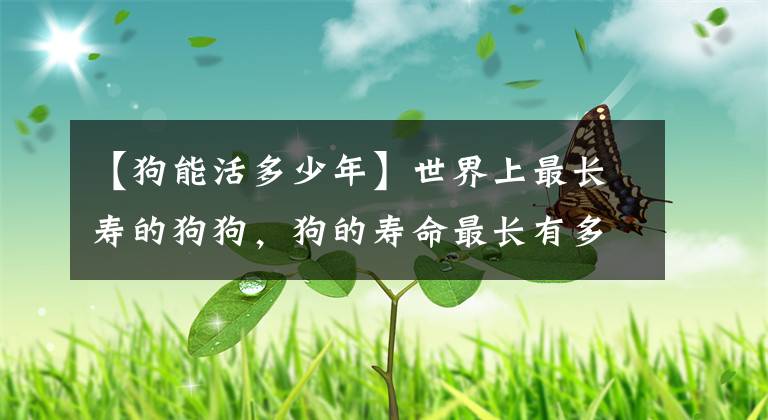【狗能活多少年】世界上最长寿的狗狗，狗的寿命最长有多少岁