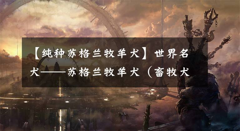 【纯种苏格兰牧羊犬】世界名犬——苏格兰牧羊犬（畜牧犬）