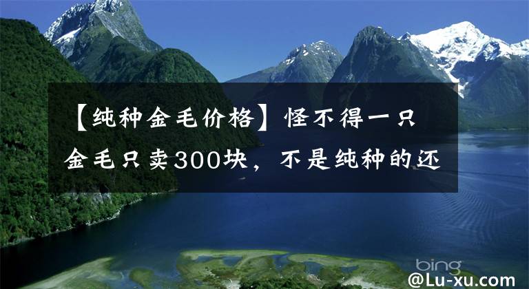 【纯种金毛价格】怪不得一只金毛只卖300块，不是纯种的还是只病狗！