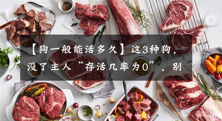 【狗一般能活多久】这3种狗，没了主人“存活几率为0”，别轻易丢弃