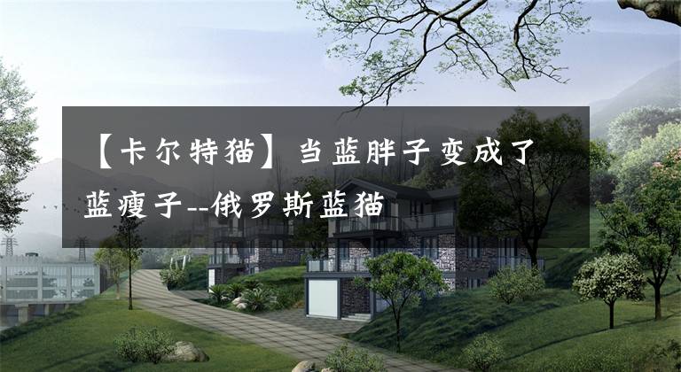 【卡尔特猫】当蓝胖子变成了蓝瘦子--俄罗斯蓝猫