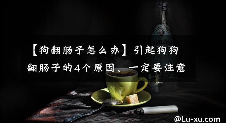 【狗翻肠子怎么办】引起狗狗翻肠子的4个原因，一定要注意