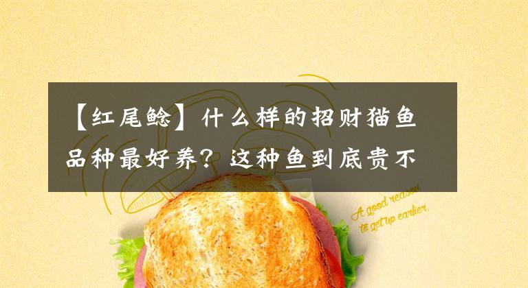 【红尾鲶】什么样的招财猫鱼品种最好养？这种鱼到底贵不贵呢？