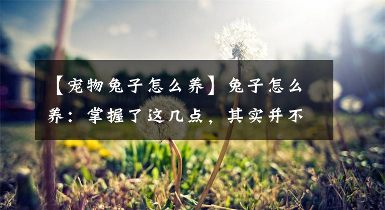 【宠物兔子怎么养】兔子怎么养：掌握了这几点，其实并不复杂