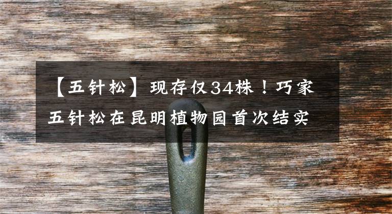 【五针松】现存仅34株！巧家五针松在昆明植物园首次结实