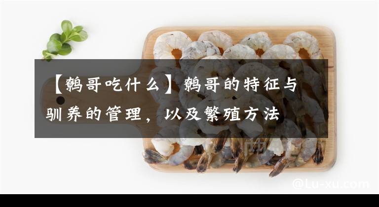 【鹩哥吃什么】鹩哥的特征与驯养的管理，以及繁殖方法