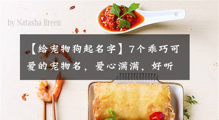 【给宠物狗起名字】7个乖巧可爱的宠物名，爱心满满，好听又独特