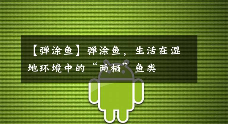 【弹涂鱼】弹涂鱼，生活在湿地环境中的“两栖”鱼类
