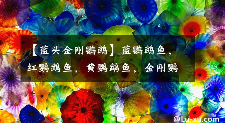 【蓝头金刚鹦鹉】蓝鹦鹉鱼，红鹦鹉鱼，黄鹦鹉鱼，金刚鹦鹉鱼的区别