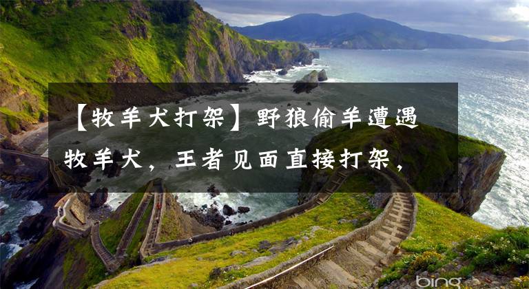【牧羊犬打架】野狼偷羊遭遇牧羊犬，王者见面直接打架，镜头记录罕见过程