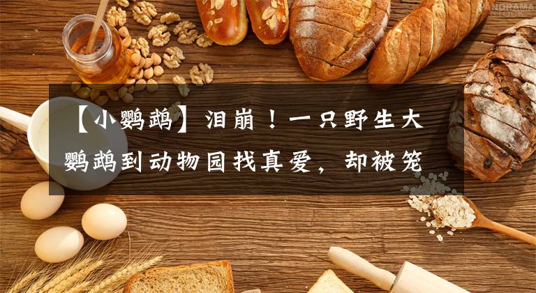 【小鹦鹉】泪崩！一只野生大鹦鹉到动物园找真爱，却被笼子隔阻，20年不离开