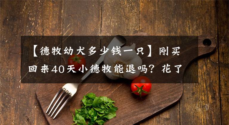 【德牧幼犬多少钱一只】刚买回来40天小德牧能退吗？花了700大洋