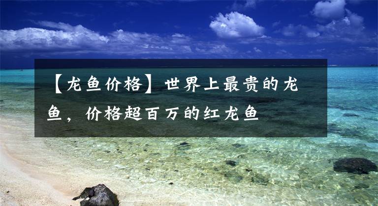 【龙鱼价格】世界上最贵的龙鱼，价格超百万的红龙鱼