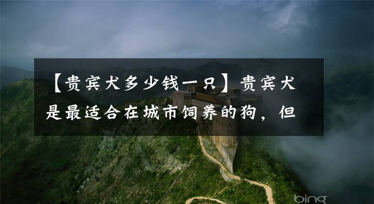 【贵宾犬多少钱一只】贵宾犬是最适合在城市饲养的狗，但它同样会咬人，不可掉以轻心