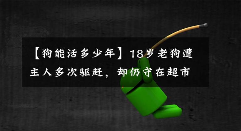 【狗能活多少年】18岁老狗遭主人多次驱赶，却仍守在超市门口：这里是我的家呀