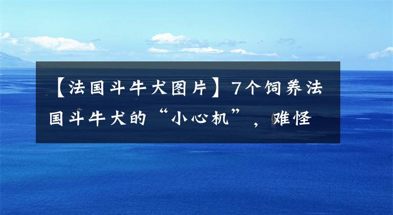 【法国斗牛犬图片】7个饲养法国斗牛犬的“小心机”，难怪别人家的狗能活这么久