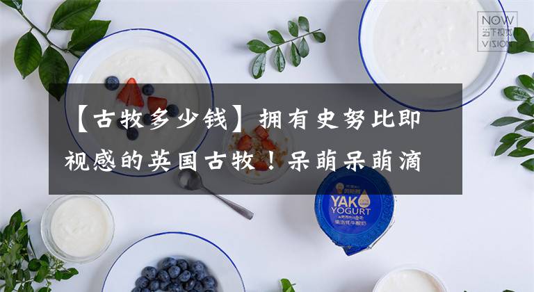 【古牧多少钱】拥有史努比即视感的英国古牧！呆萌呆萌滴~