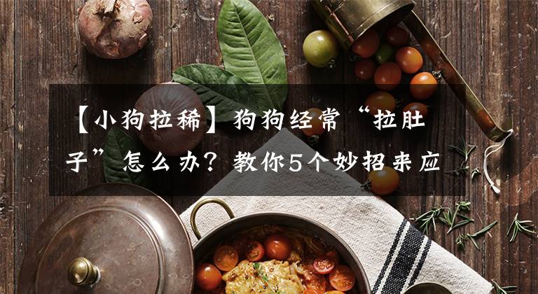 【小狗拉稀】狗狗经常“拉肚子”怎么办？教你5个妙招来应对，家长看过来！