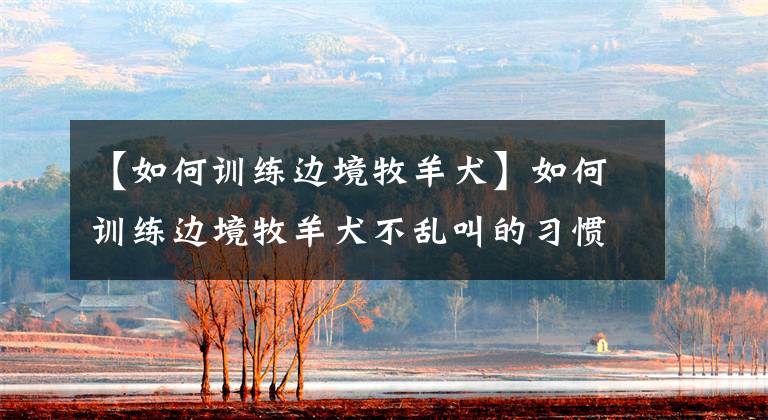 【如何训练边境牧羊犬】如何训练边境牧羊犬不乱叫的习惯？