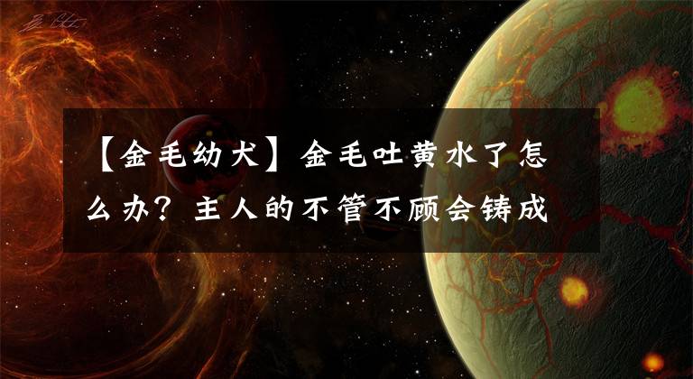 【金毛幼犬】金毛吐黄水了怎么办？主人的不管不顾会铸成“大错”