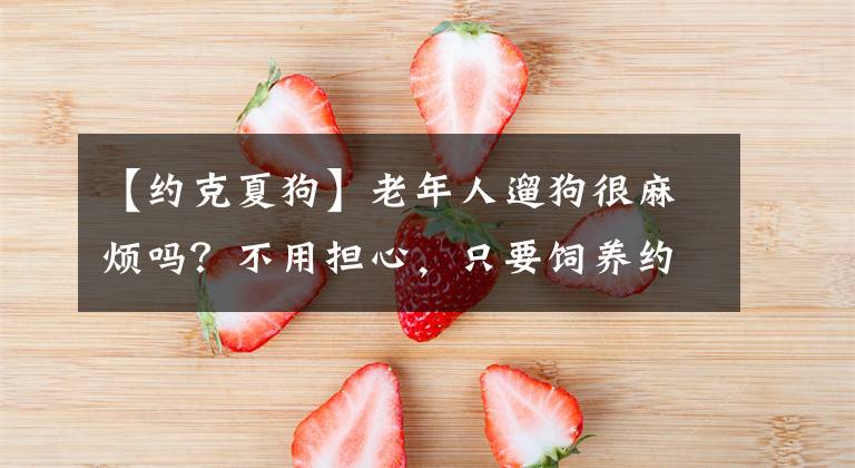 【约克夏狗】老年人遛狗很麻烦吗？不用担心，只要饲养约克夏就可以解决问题